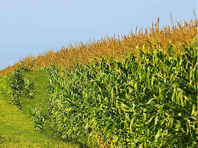 條播機應該怎麽選購